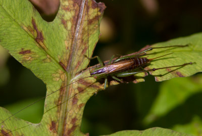 Conocphale  ailes courtes / Conocephalus brevipennis / Short wing meadow katydid