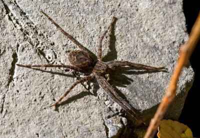 Dolomède / Dolomedes scriptus / Fishing spider