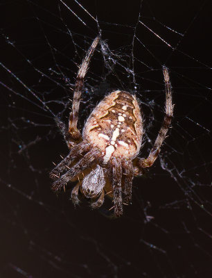 Épeire diadème / Araneus diadematus/ Cross Orbweaver