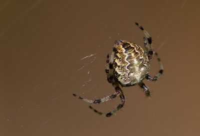 Épeire diadème / Araneus diadematus/ Cross Orbweaver