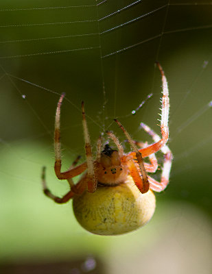 Épeire marbrée / Araneus marmoreus / Marbled orb weaver