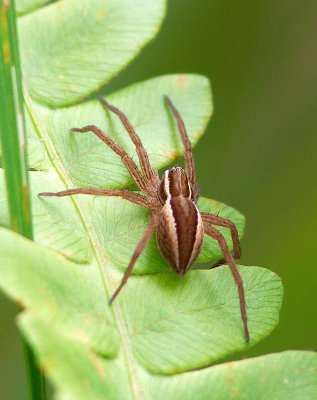 Famille Lycosidae / Wolf Spiders