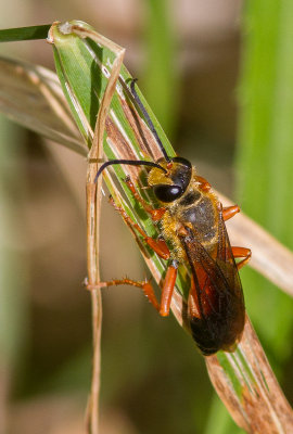 Grand sphex dor / Sphex ichneumoneus / Great Golden Digger Wasp