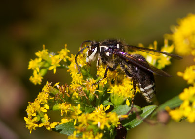 Gupe  taches blanches / Dolichovespula maculata / Bald-faced Hornet