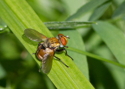 Gymnoclytia sp. / Tachinid Fly