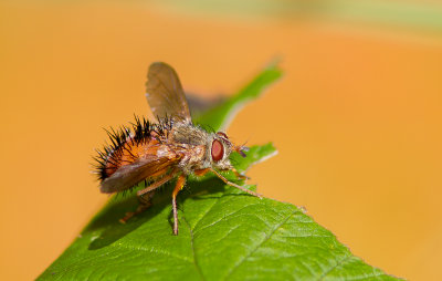 Hystricia abrupta / Tachinid fly