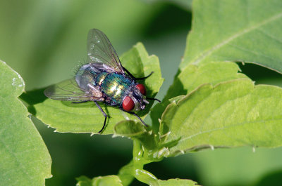 Lucilia coeruleiviridis / Green bottle fly