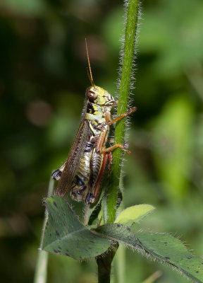 Mlanople  pattes rouges / Melanoplus femurrubrum / Red-legged grasshopper