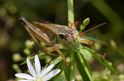 Mlanople  pattes rouges / Melanoplus femurrubrum / Red-legged grasshopper