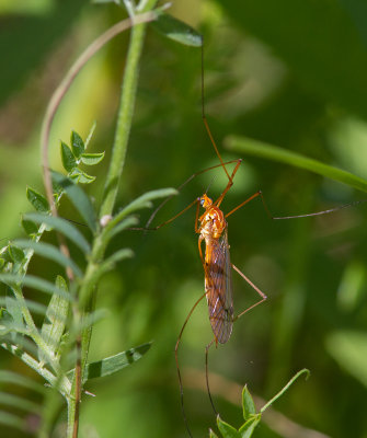 Nephrotoma ferruginea / Rusty tiger crane fly