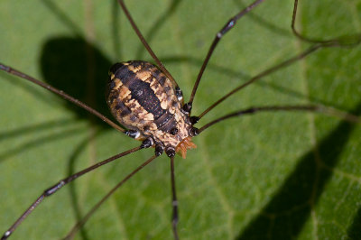 Opilion / Harvestman / Leiobunum vittatum