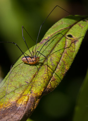 Opilion / Harvestman / Leiobunum vittatum