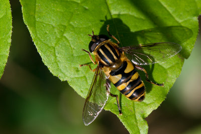 Syrphe / Helophilus fasciatus / Syrphid Fly