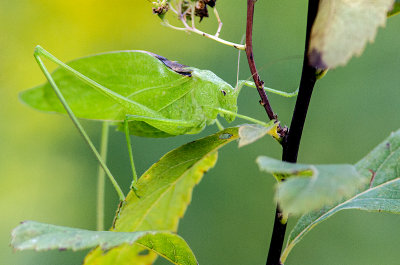 Scuddérie à ailes oblonges / Amblycorypha oblongifolia / The Oblong-Winged katydid