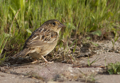 Bruant sauterelle / 	Ammodramus savannarum / Grasshopper Sparrow