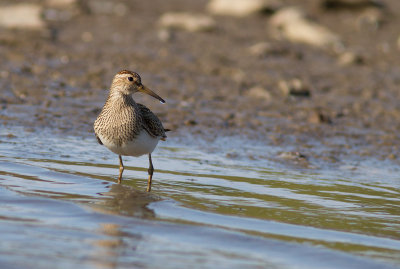 Bcasseau  poitrine cendre / Calidris melanotos / Pectoral Sandpiper