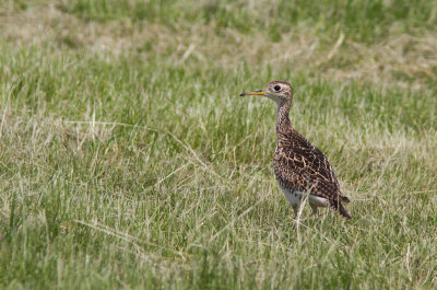 Maubche des champs / Upland Sandpiper / Bartramia longicauda