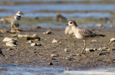 Pluvier bronz / Pluvialis dominica / American Golden Plover