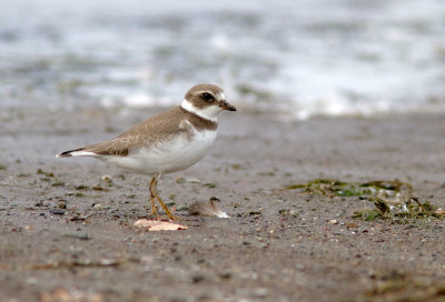 Pluvier semipalm / Charadrius semipalmatus / Semipalmated Plover