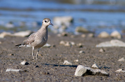 Pluvier bronz / Pluvialis dominica / American Golden Plover