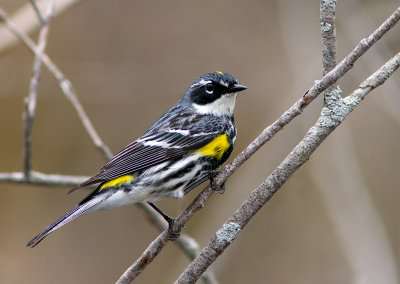 Paruline à croupion jaune / Setophaga coronata / Yellow-rumped Warbler