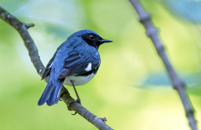 Paruline bleue / Setophaga caerulescens / Black-throated Blue Warbler
