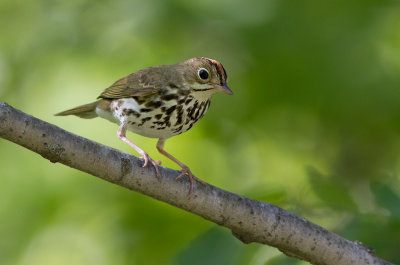 Paruline couronnée / Seiurus aurocapilla / Ovenbird