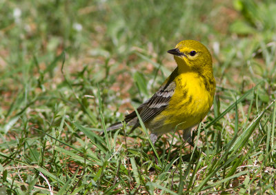 Paruline des pins / Setophaga pinus / Pine Warbler