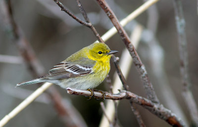 Paruline des pins / Setophaga pinus / Pine Warbler