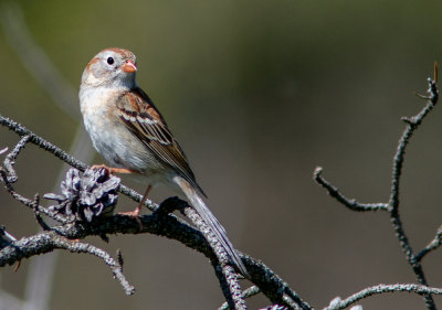 Bruant des champs / Spizella pusilla / Field Sparrow