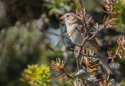Bruant des champs / Spizella pusilla / Field Sparrow