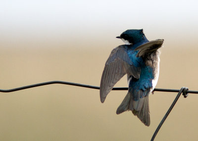 Hirondelle bicolore / Tachycineta bicolor / Tree Swallow