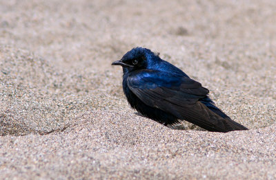 Hirondelle noire / Progne subis / Purple Martin