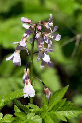 Cardamine carcajou (Snicrote) / Cardamine diphylla / Two-leaved Toothwort