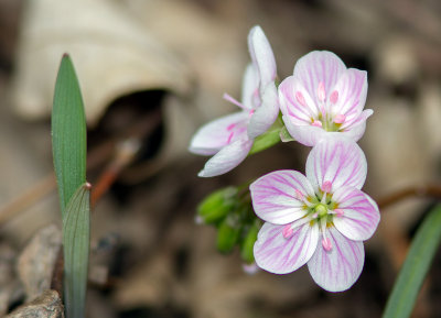 Claytonie de Virginie / Claytonia virginica /  Eastern spring beauty
