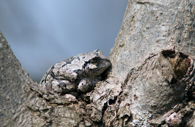 Rainette versicolore / Hyla versicolor / Gray treefrog