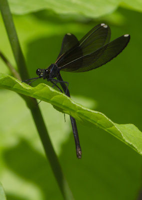 le caloptéryx bistré / Calopteryx maculata / ebony jewelwing - Femelle