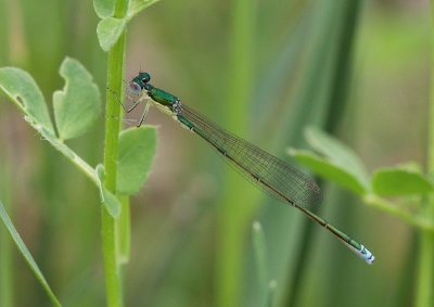 la déesse paisible / Nehalennia irene / sedge sprite