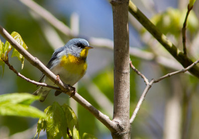 Paruline à collier / Setophaga americana / Northern Parula