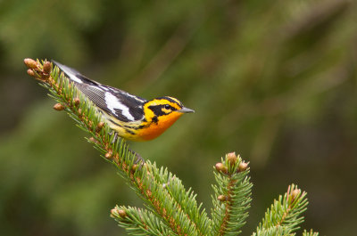 Paruline à gorge orangée / Setophaga fusca / Blackburnian Warbler