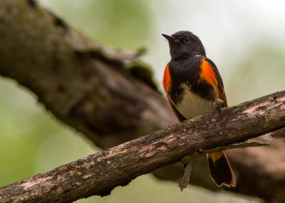Paruline flambloyante / Setophaga ruticilla / American Redstart