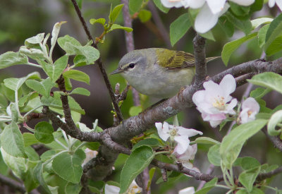 Paruline obscure / Leiothlypis peregrina / Tennessee Warbler