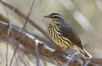 Paruline des ruisseaux / Seiurus noveboracensis / Northern Waterthrush