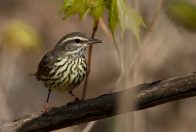 Paruline des ruisseaux / Seiurus noveboracensis / Northern Waterthrush