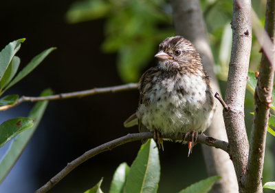 Bruant à gorge blanche / Zonotrichia albicollis / White-throated Sparrow - Immature