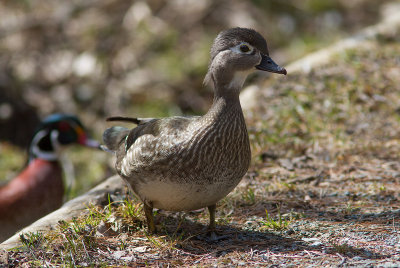 Canard branchu / Aix sponsa / Wood duck