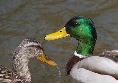 Canard colvert / Anas platyrhynchos / Mallard