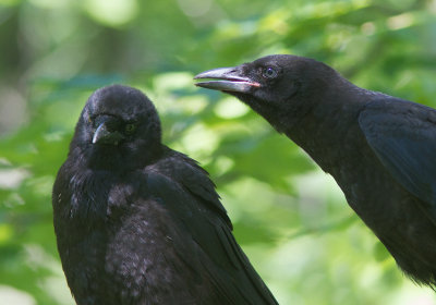 Corneille d'Amrique / Corvus brachyrhynchos / American Crow - Juvniles