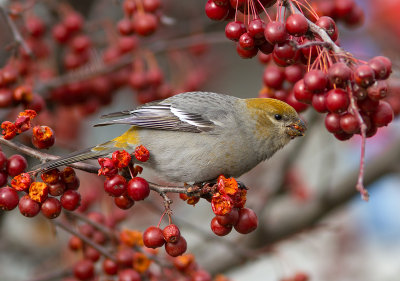 Durbec des sapins / Pinicola enucleator / Pine Grosbeak