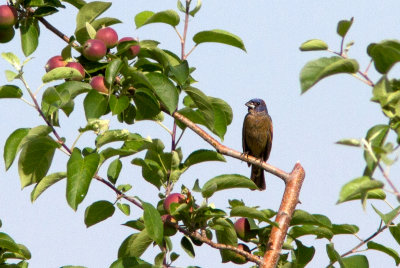 Guiraca bleu / Passerina caerulea / Blue Grosbeak